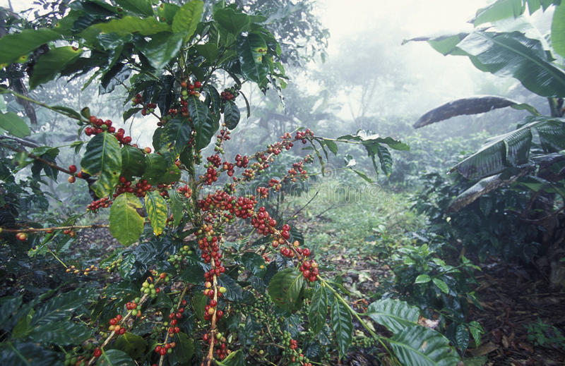 Honduras Coffee