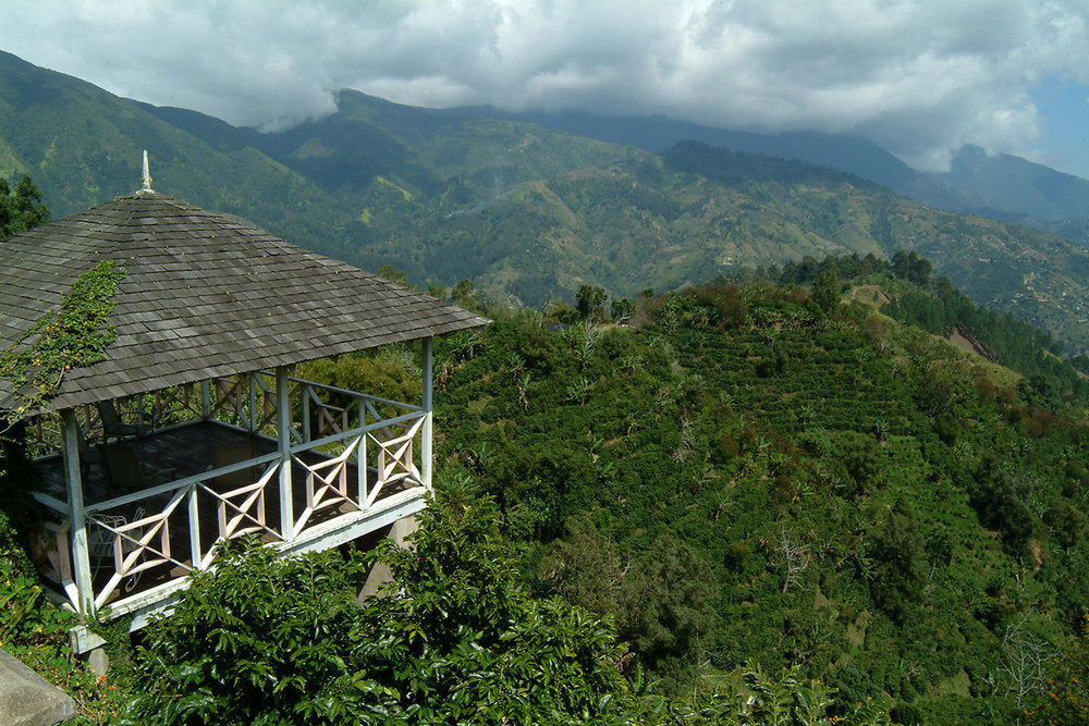 Jamaica Blue Mountain Peaberry Coffee